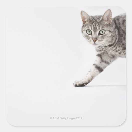 Kat lopen vierkante sticker (Voorkant)