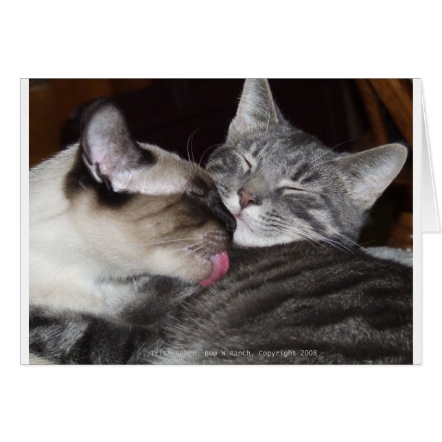 Kat Love (Voorkant Horizontaal)