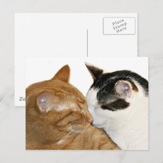 Kat Love Briefkaart (Voorkant / Achterkant)