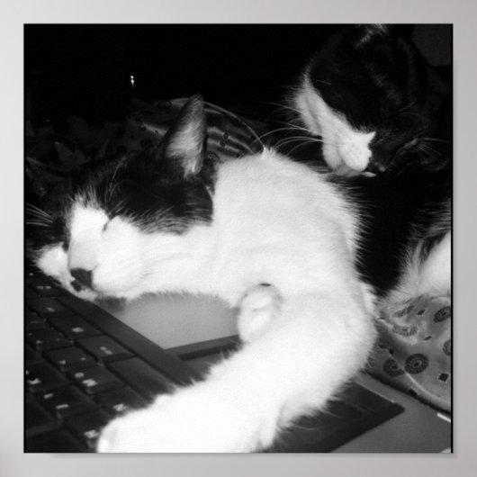 Kat Lovings... Poster (Voorkant)