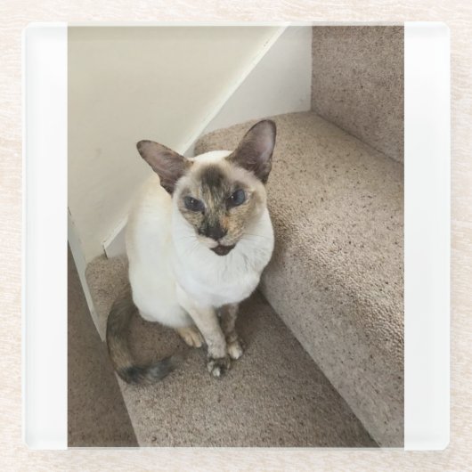 Kat magie glazen onderzetter (Voorkant)