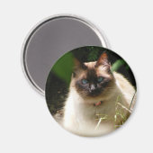 kat magneet (Voorkant / Achterkant)