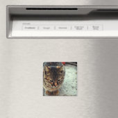 Kat Magneet (Insitu (Vaatwasser))