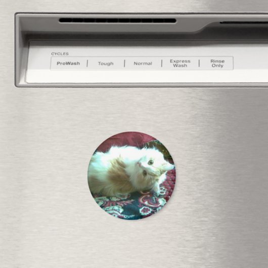 kat magneet (Insitu (Vaatwasser))