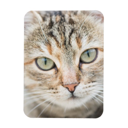 Kat Magneet (Verticaal)