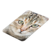 Kat Magneet (Linkerzijde)