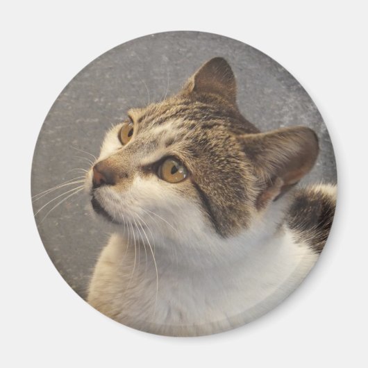Kat magneet (Voorkant)