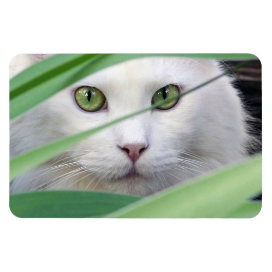 Kat  magneet (Horizontaal)