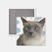 Kat Magneet (Voorkant / Achterkant)