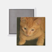 Kat Magnet (Voorkant / Achterkant)
