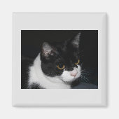  Kat Magnet (Voorkant)