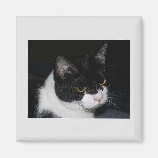  Kat Magnet (Voorkant)