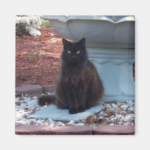 Kat Magnet