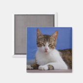 Kat Magneten (Voorkant / Achterkant)