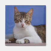 Kat Magneten (Voorkant)