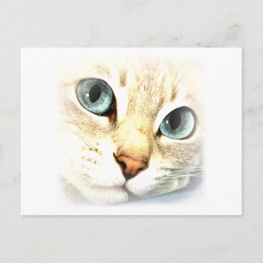 Kat mesmerEYS Briefkaart (Voorkant)