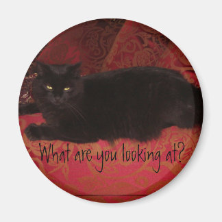 Kat met Attitude Magnet