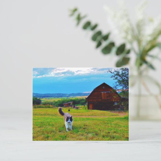 Kat met Barns Briefkaart (Staand voorkant)