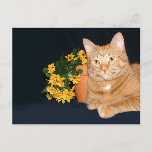 Kat met bloemen briefkaart (Voorkant)