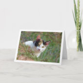 Kat met Calico Patroon Kaart (Voorkant)