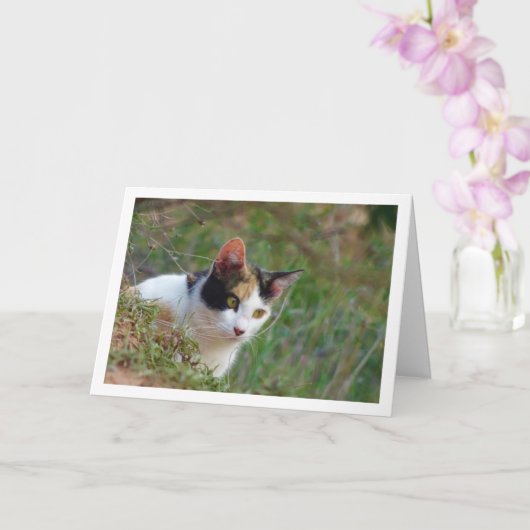 Kat met Calico Pattern Kaart (Orchidee)