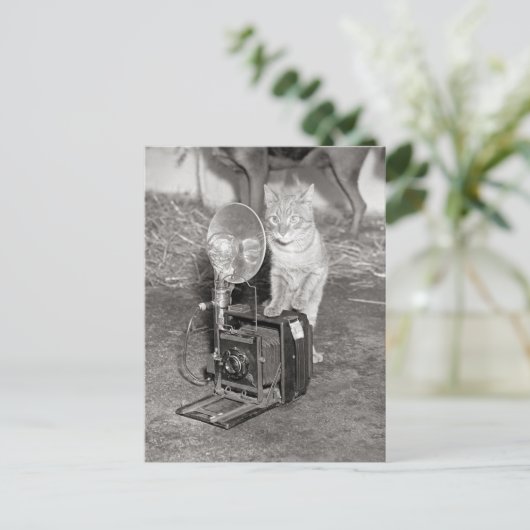 Kat met camera, 1936 briefkaart (Staand voorkant)