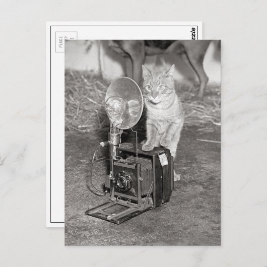 Kat met camera, 1936 briefkaart (Voorkant / Achterkant)