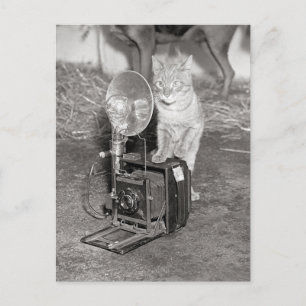 Kat met camera, 1936 briefkaart