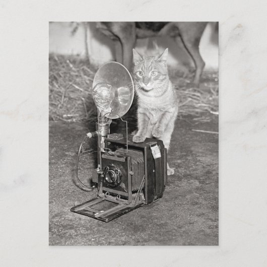 Kat met camera, 1936 briefkaart (Voorkant)