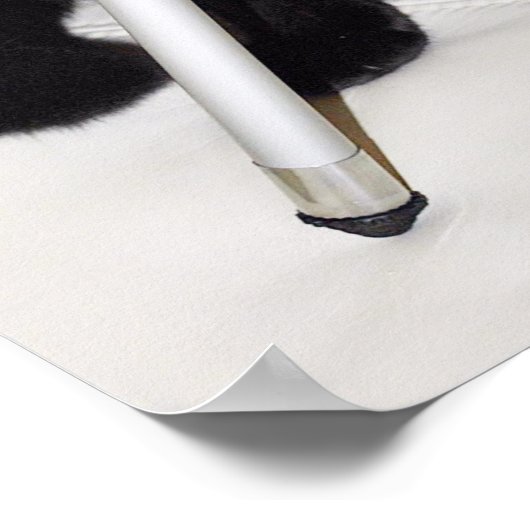 Kat met camera poster (Hoek)