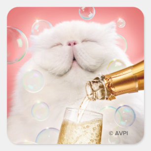 Kat met champagne vierkante sticker