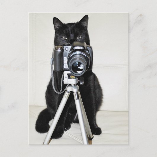 Kat met de camera briefkaart (Voorkant)