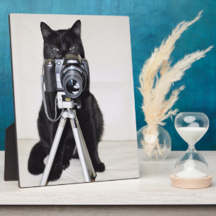 Kat met de camera fotoplaat