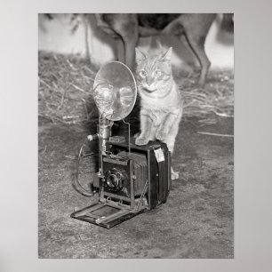 Kat met een camera, 1936. Oude foto Poster