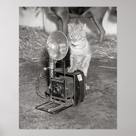 Kat met een camera, 1936. Oude foto Poster (Voorkant)