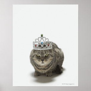 Kat met een tiara poster