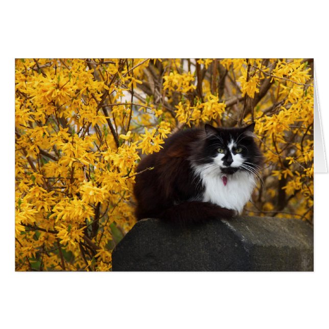Kat met Forsythia Flowers (Voorkant Horizontaal)