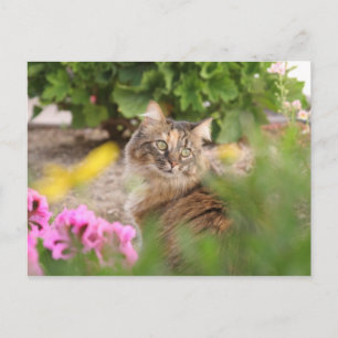 Kat met geranium briefkaart