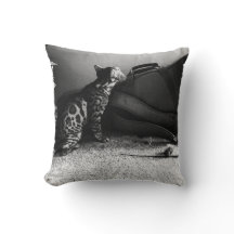 Kat met gitaarkussen