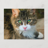 Kat met groene ogen briefkaart (Voorkant)