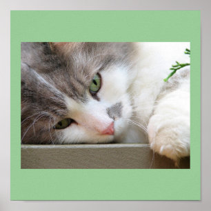 Kat met groene ogen poster