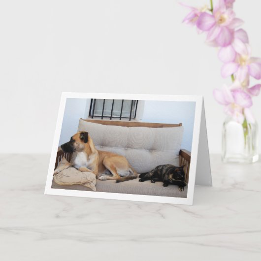Kat met Hond op Bank Kaart (Orchidee)