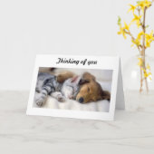 Kat met hond sympathiekaart kaart (Gele Bloem)