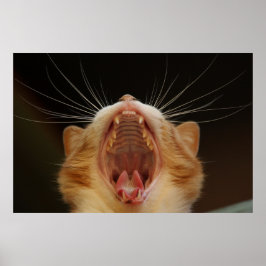 Kat met kat, Poster met keukenfoto's