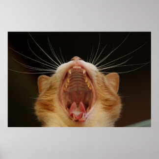 Kat met kat, Poster met keukenfoto's