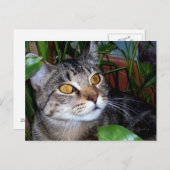 Kat met koper-ogen/kattendeksel-Briefkaart Briefkaart (Voorkant / Achterkant)