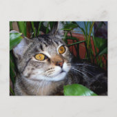 Kat met koper-ogen/kattendeksel-Briefkaart Briefkaart (Voorkant)