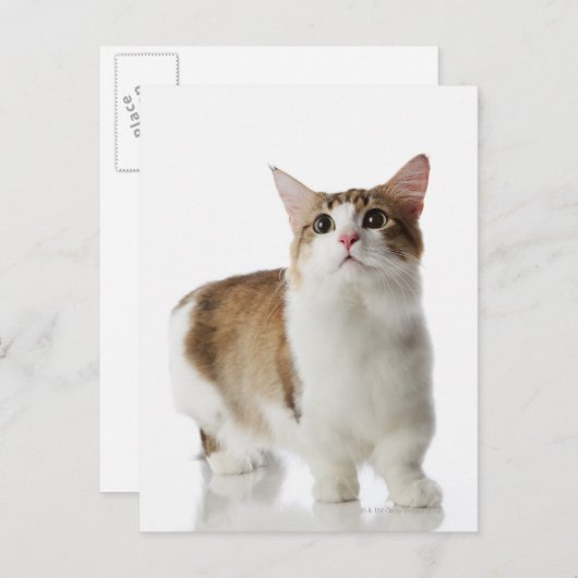 Kat met korte poten briefkaart (Voorkant / Achterkant)
