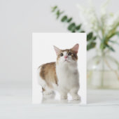 Kat met korte poten briefkaart (Staand voorkant)