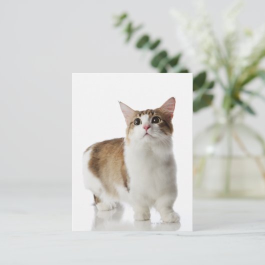Kat met korte poten briefkaart (Staand voorkant)
